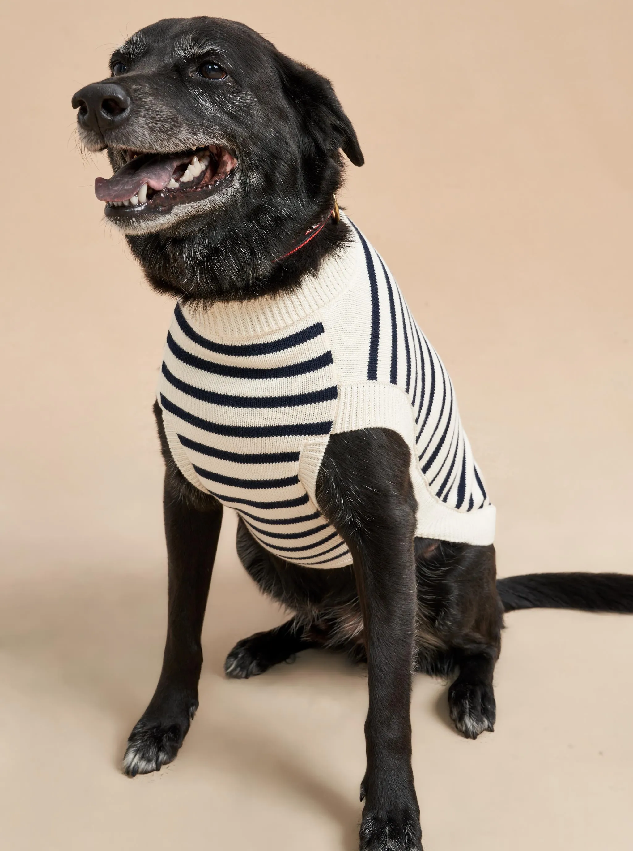 Chien Sweater