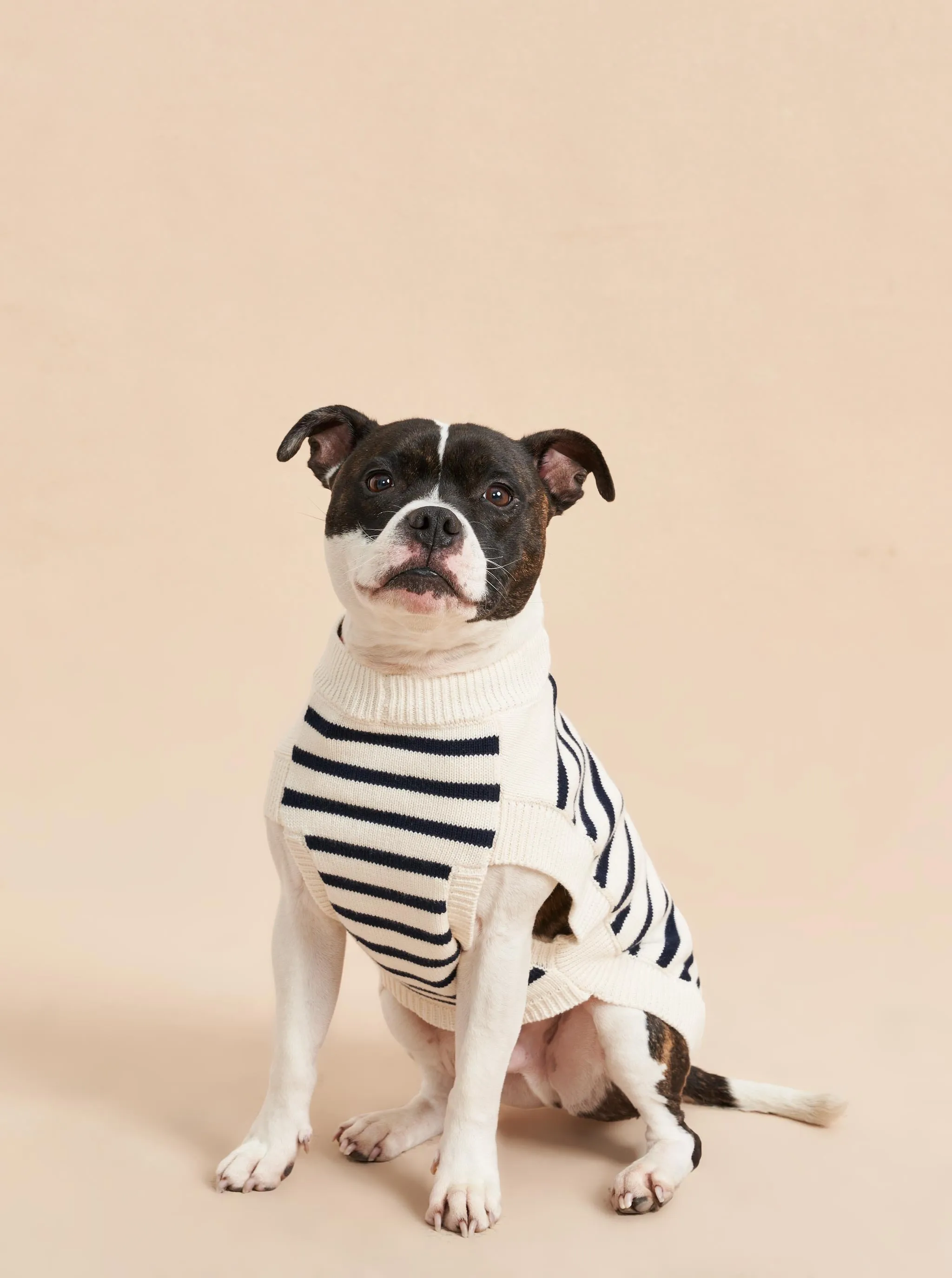 Chien Sweater
