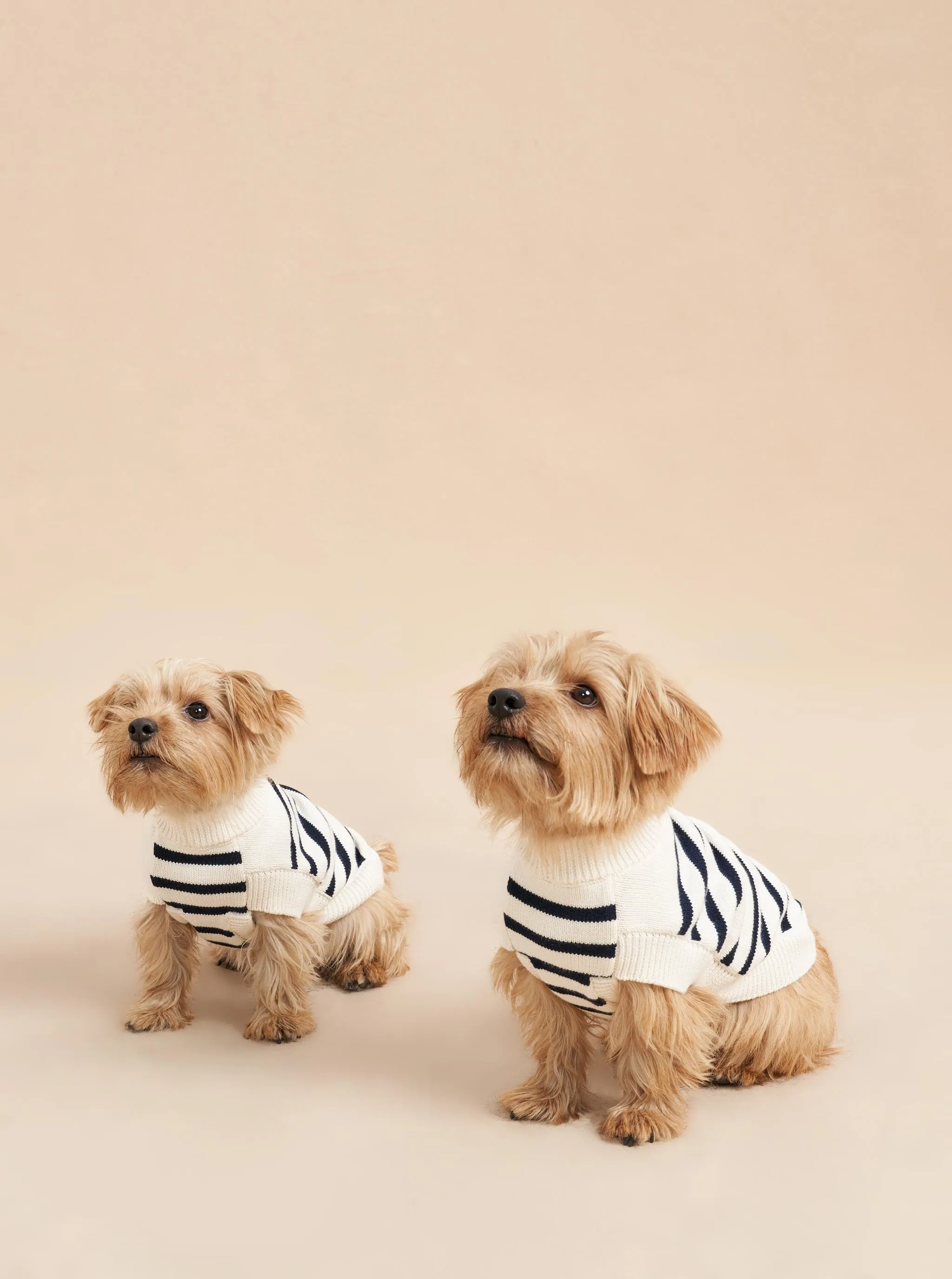 Chien Sweater