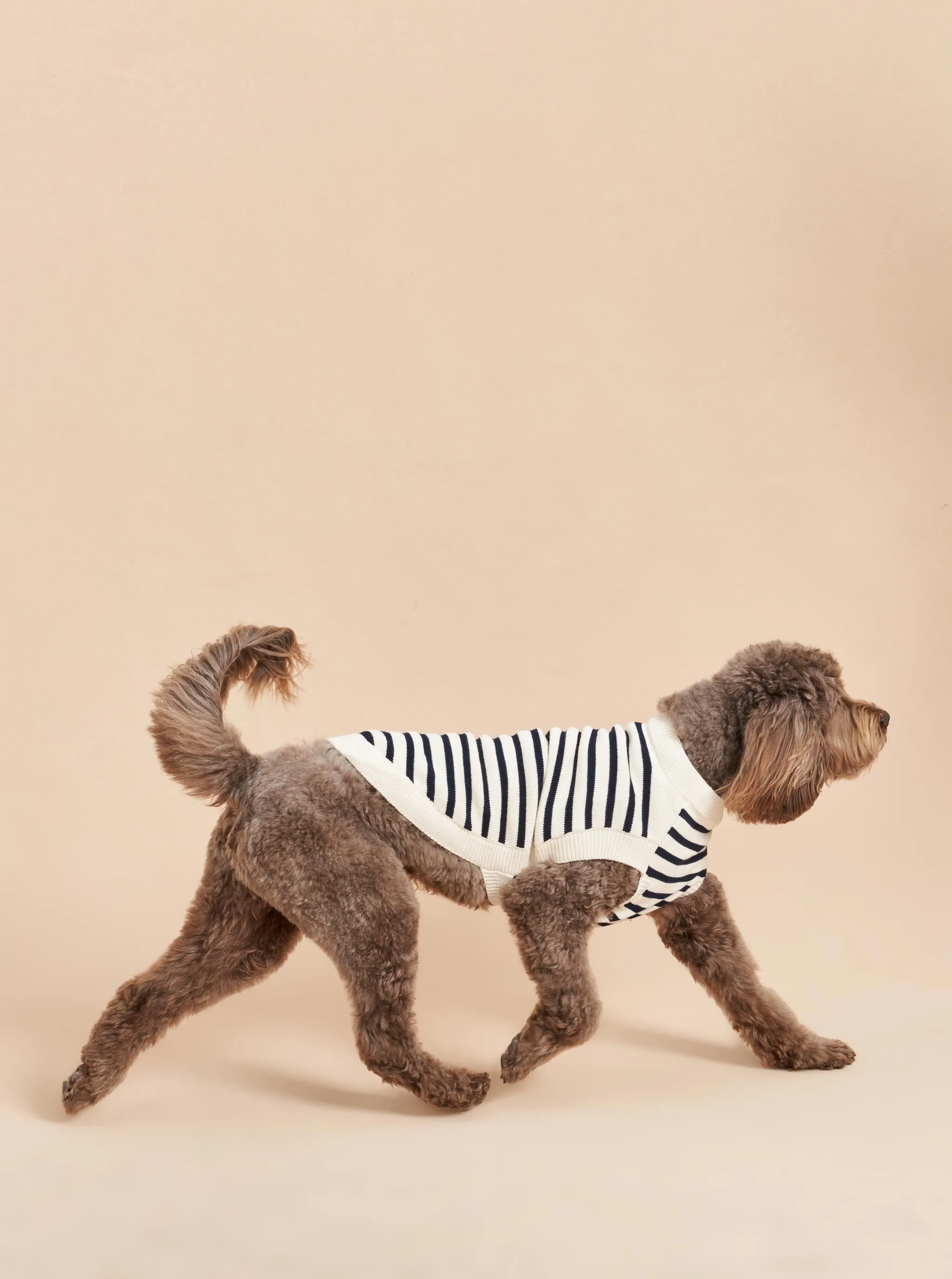 Chien Sweater