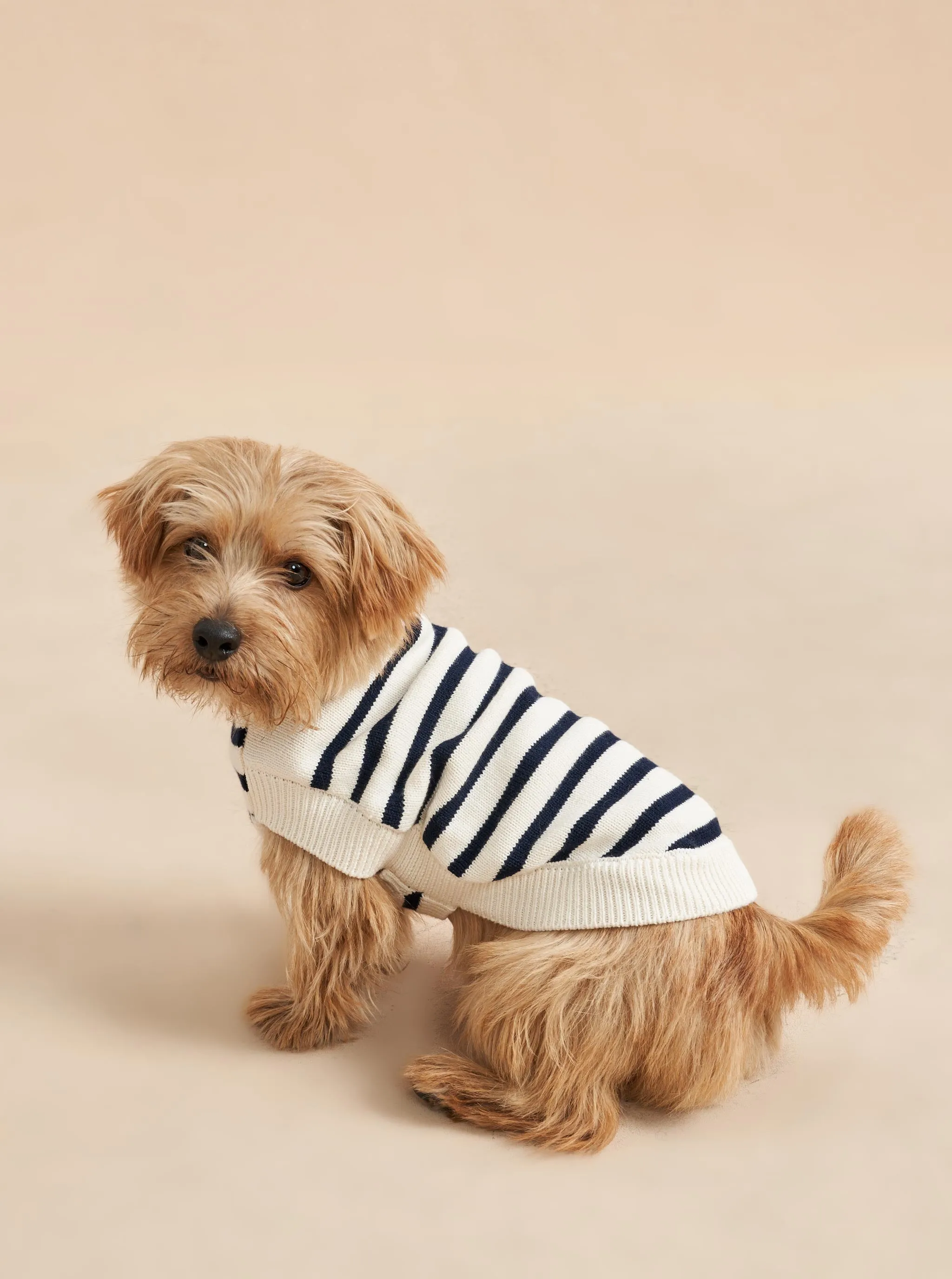 Chien Sweater
