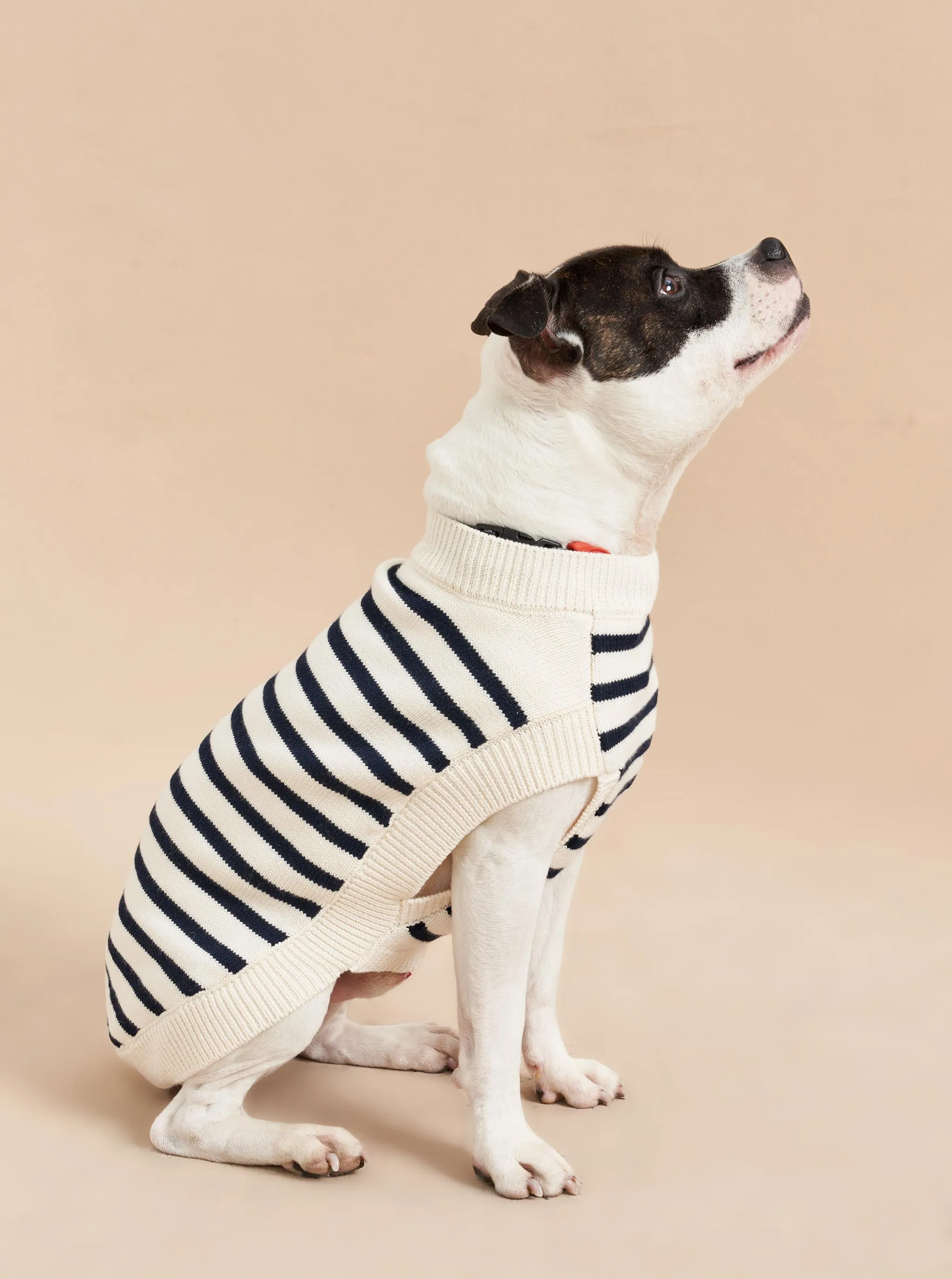 Chien Sweater