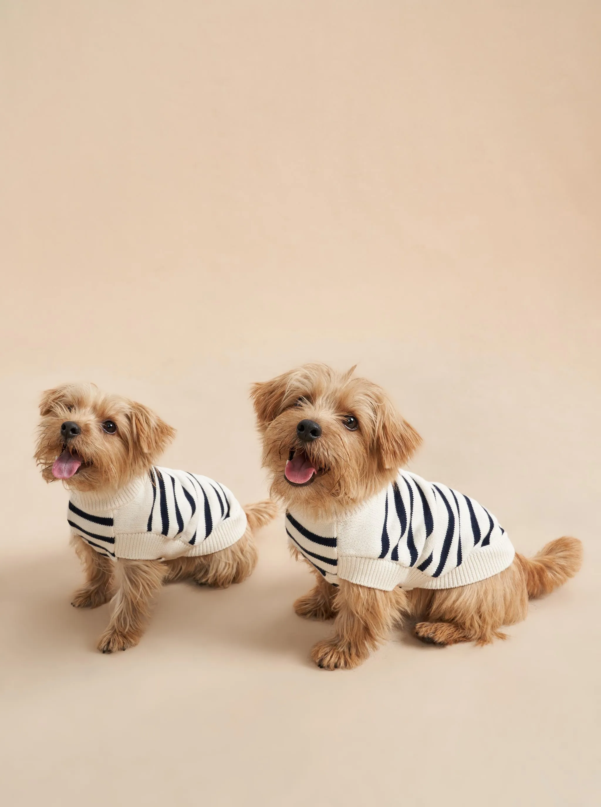 Chien Sweater